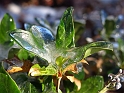 DFW-IcePocalypse-2013_Thaw (148)
